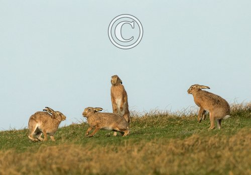    Brown Hares DM2012